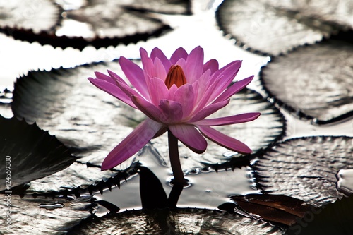 Perfect Water Lily