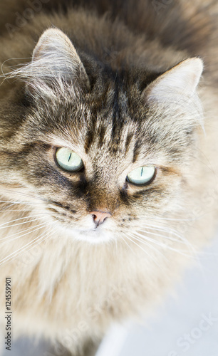 adorable brown cat at the window