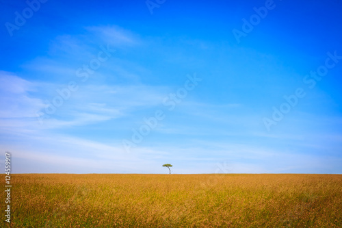 Single Tree in Field