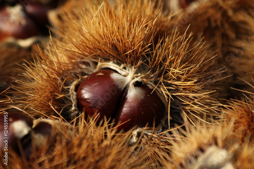 Raccolta delle castagne