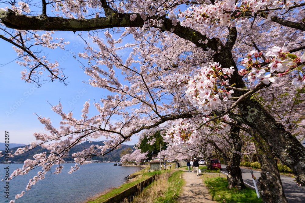滋賀　海津大崎の桜