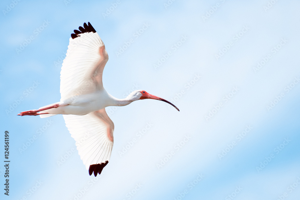 Flying Ibis with Blue Sky Background - obrazy, fototapety, plakaty 