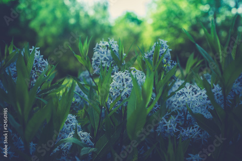 close up flowers blur background