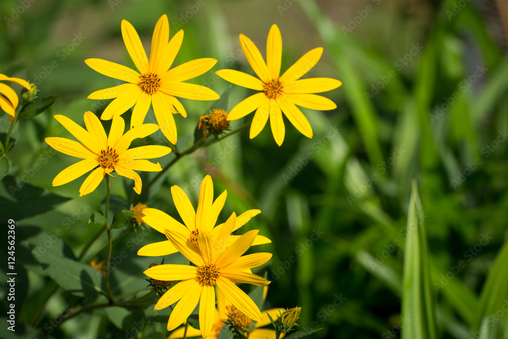 Pretty yellow flowers Pretty yellow flowers