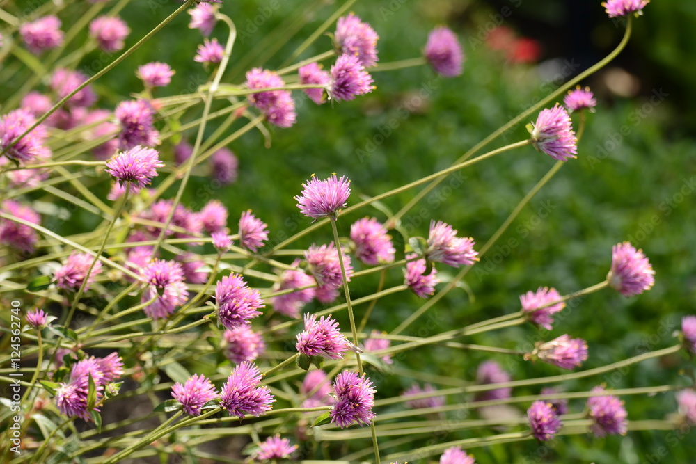 Little pink flowers,facing the sun Little pink flowers,facing the sun