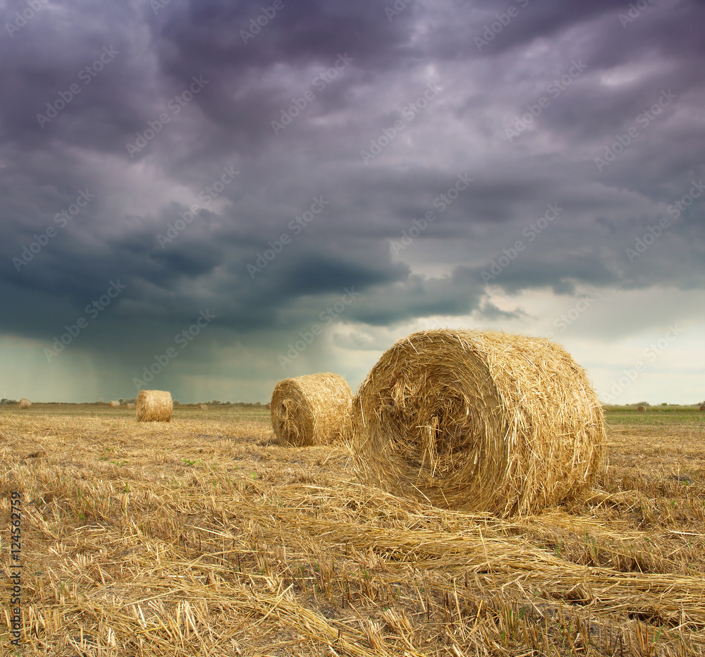 Hay bale in the countryside