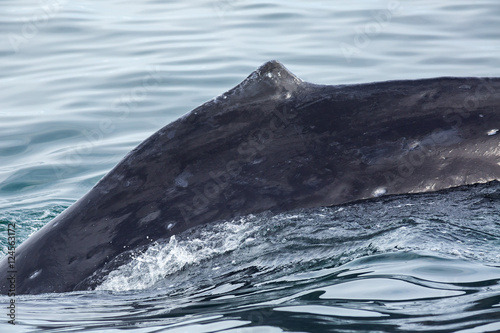 Fin on the back of humpback whale in Pacific Ocean. Water area near Kamchatka Peninsula.