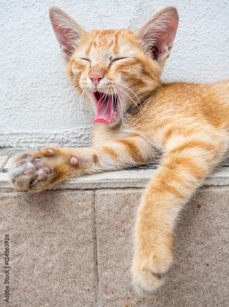 Cute kitten relax in outdoor backyard Cute kitten relax in outdoor backyard