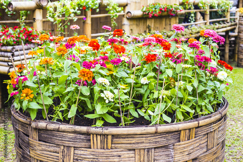 Flower beautiful  Flower thailand  Flower background  Flower Doitung  flower in garden.