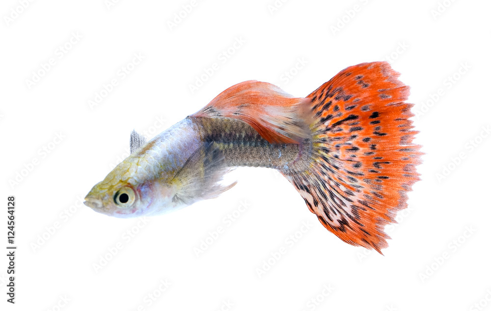 A guppy fish isolated on white background Stock Photo | Adobe Stock