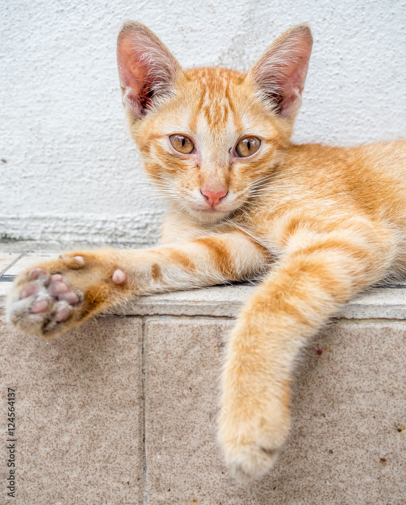 Cute kitten relax in outdoor backyard Cute kitten relax in outdoor backyard