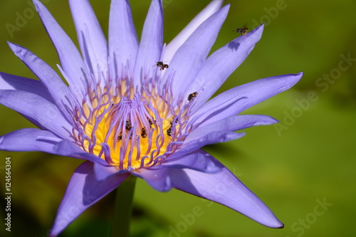 Bee flying and violet lotus flowers