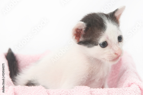 Cute baby kittens in the pink box