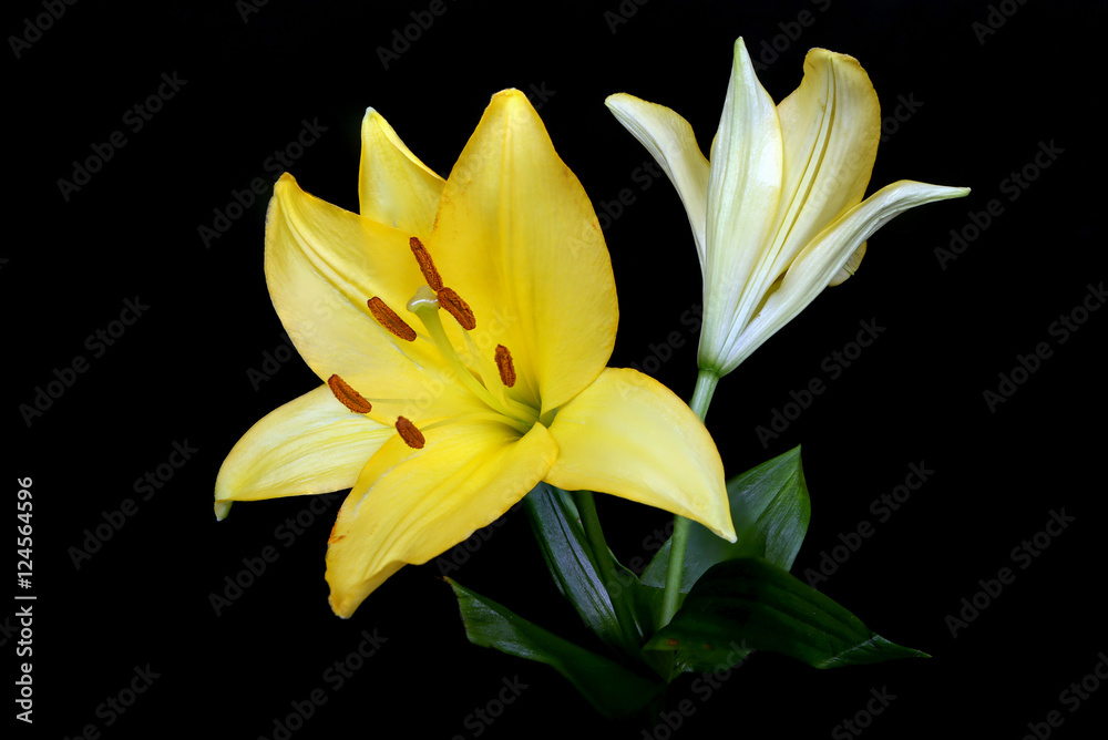 Obraz premium Liliy