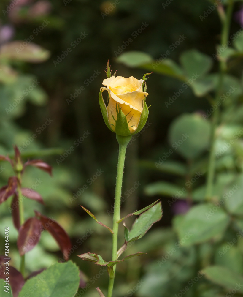 rose flower rose flower