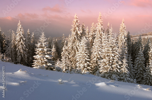 Forest after a storm in the Carpathians
