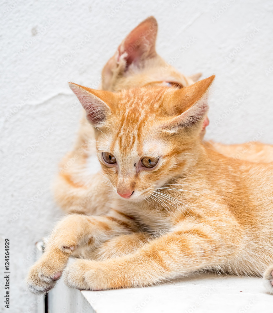Kitten with its mother in outdoor backyard Kitten with its mother in outdoor backyard