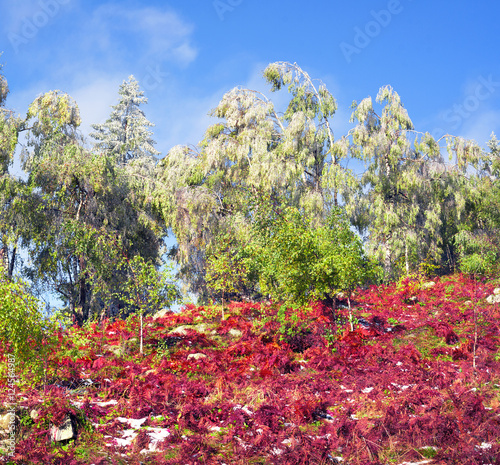 Sokal Ridge in the fall photo