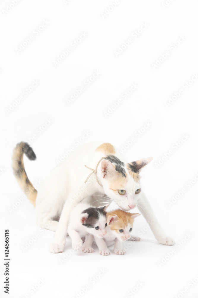 Protective mother cat with her two babies on the white background Protective mother cat with her two babies on the white background