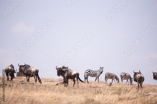 landscape with zebras and wildebeest masai mara kenya, africa