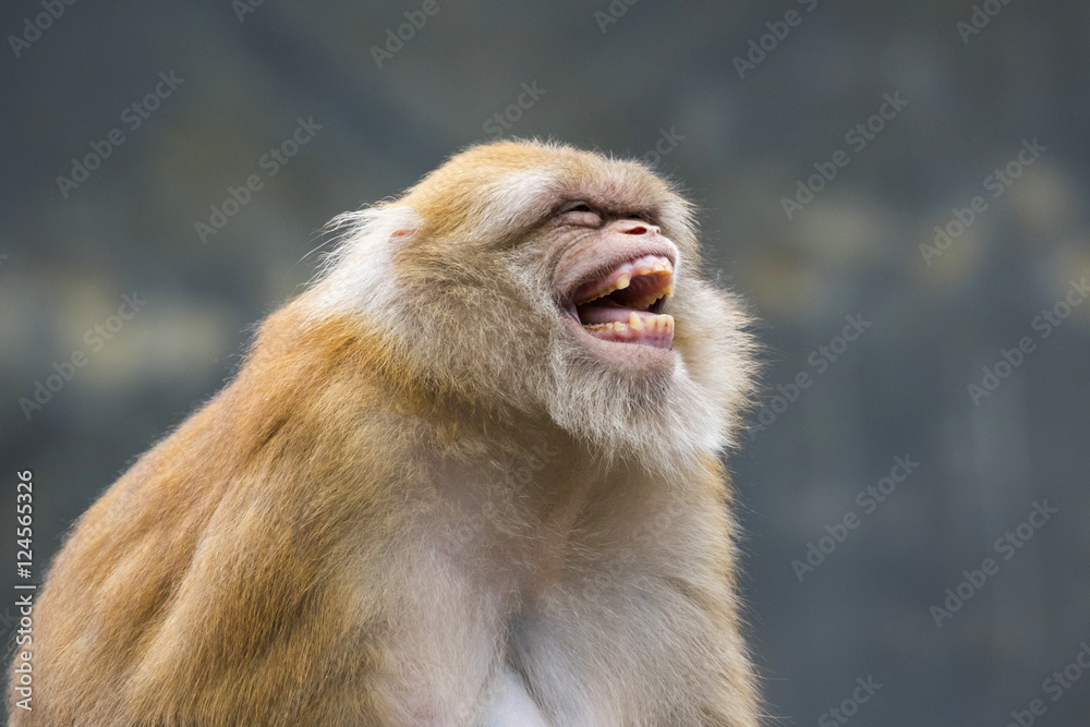 Image of a brown rhesus monkeys on nature background. Image of a brown rhesus monkeys on nature background.