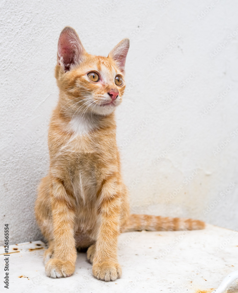 Cute kitten relax in outdoor backyard Cute kitten relax in outdoor backyard