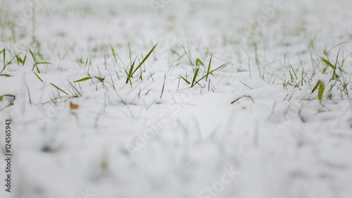 green grass under the first snow