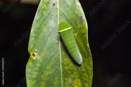 Common Bluebottle caterpillar