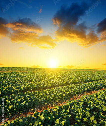 Green canola growing on the field at sunset.