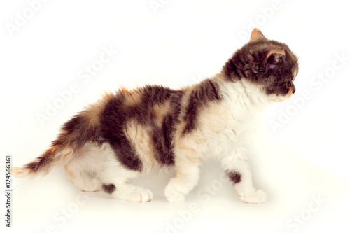 Fotografie Kitten Selkirk Rex tricolor light gray background, cute pet for