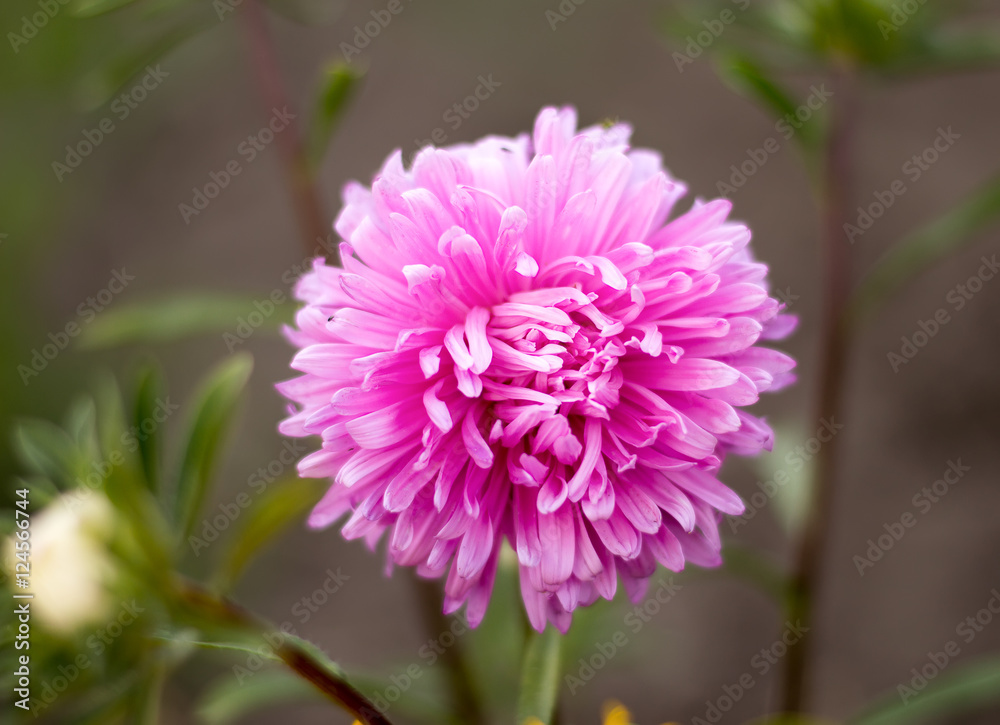 pink asters flowers on a background of green garden pink asters flowers on a background of green garden pink asters flowers on a background of green garden pink asters flowers on a background of green garden