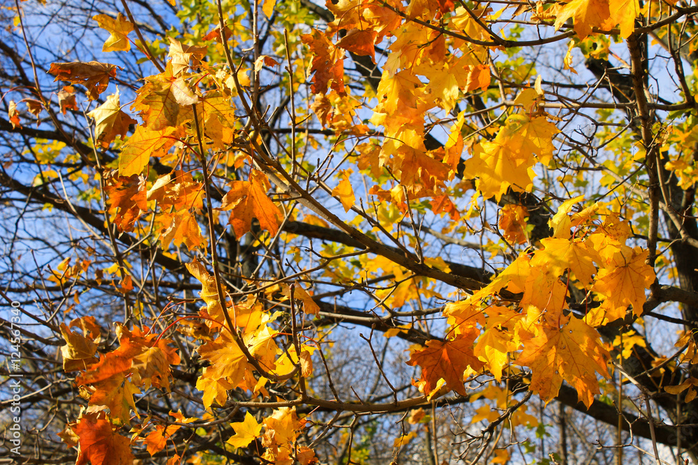 Autumn maple leaves on a branch Autumn maple leaves on a branch