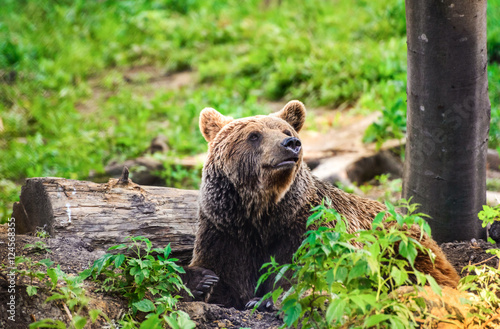 Brown Bear, Carpathian Mountains
