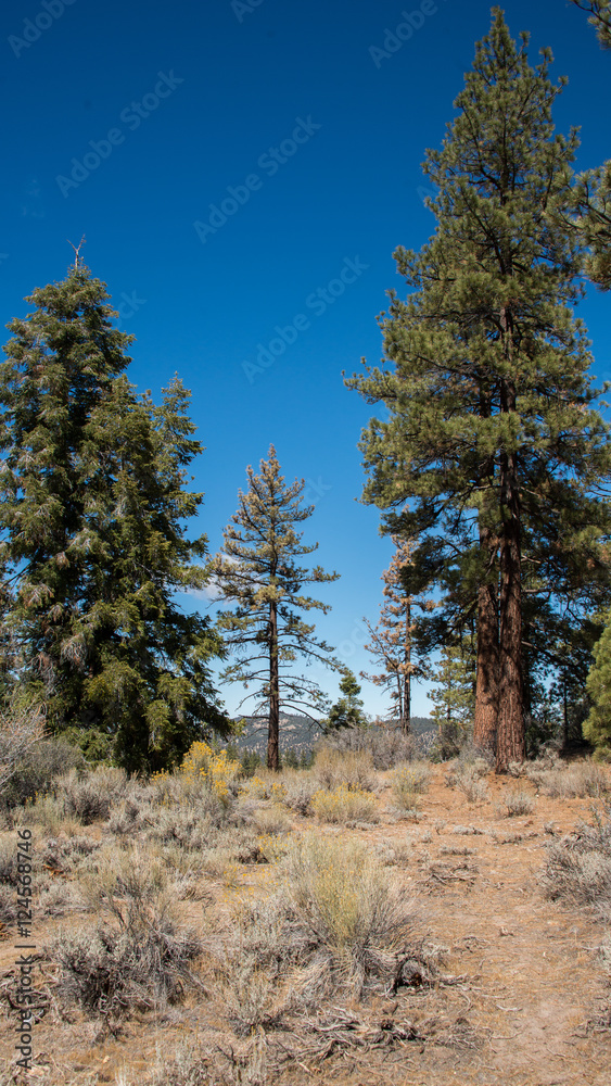 Views from Mount Pinos, California Views from Mount Pinos, California