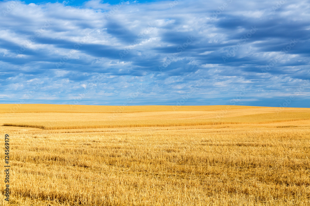Wheat fields near Billings, Montana on a summer day.