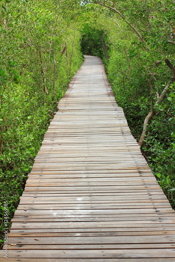 wooden bridge In mangrove forest