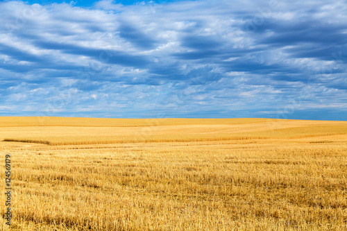 Wheat fields near Billings  Montana on a summer day.
