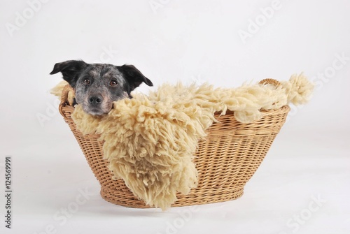 Hund mit Körbchen