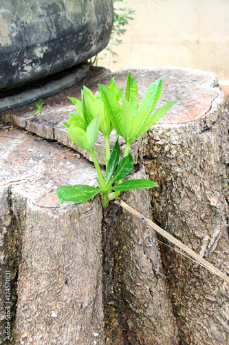 ramifying cerbera oddloam leaves and branch photo