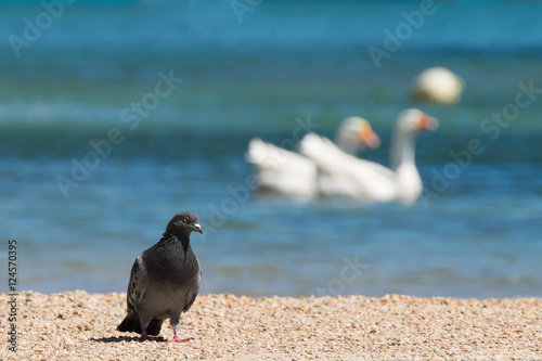 Pigeon against two swans at Porto Rafti in Greece.
