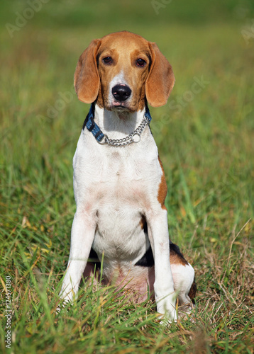 Young Estonian hound dog in field 