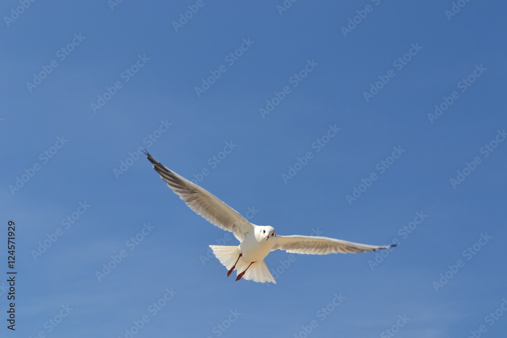 gull