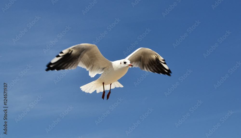 Fototapeta premium gull