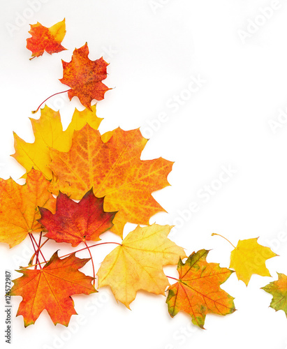 Bright autumn leaves of maple and sycamore on a white background. Frame. Blank.