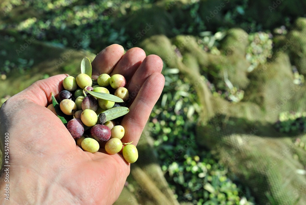 Manciata di olive Manciata di olive