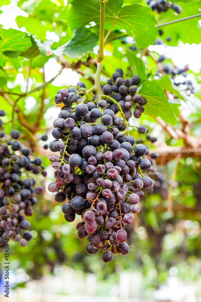 Grape bunch in vineyard