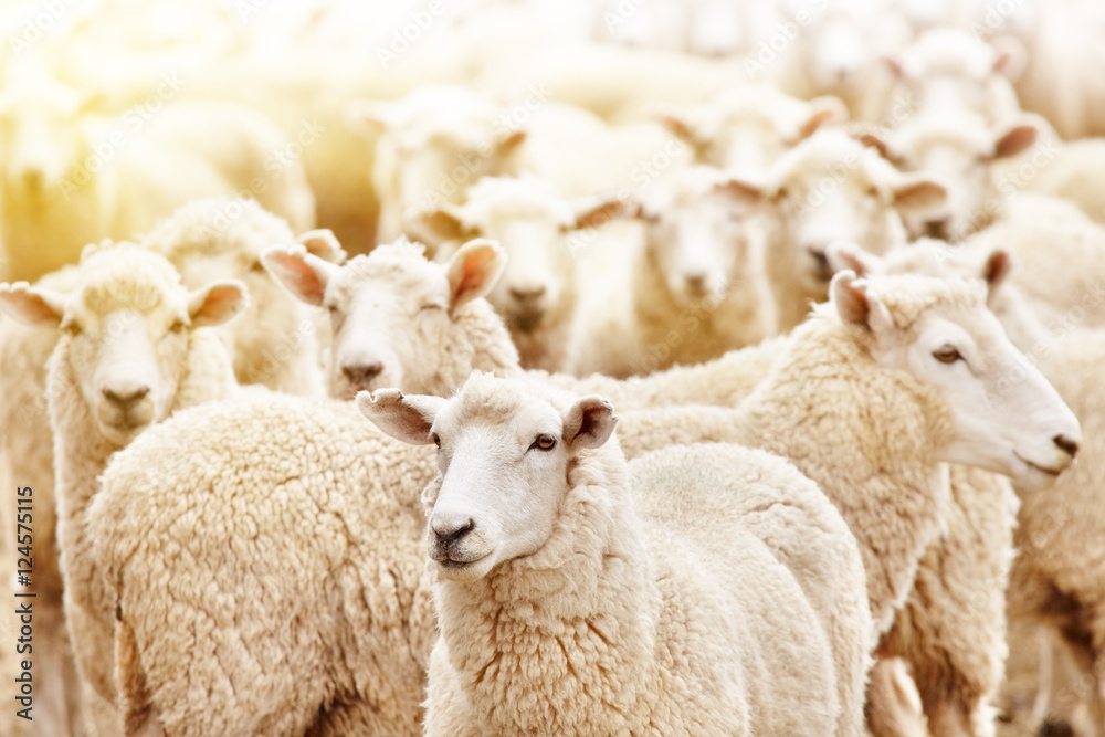 Naklejka premium Herd of sheep