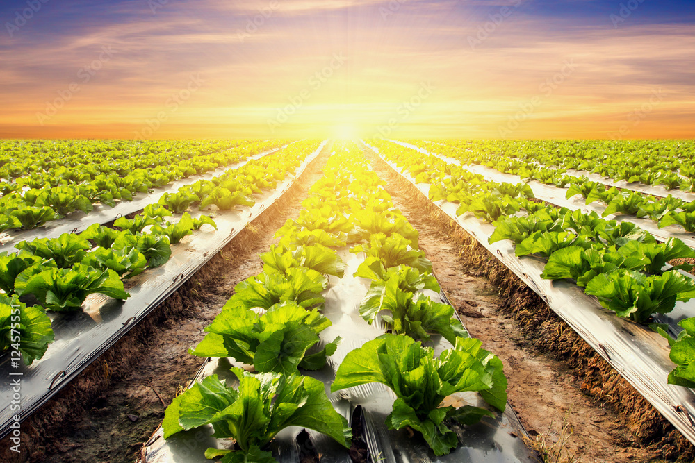 Obraz premium sałata roślina na polu warzyw i rolnictwa zachód słońca i ligh