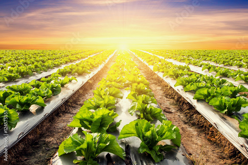 lettuce plant on field vegetable and agriculture sunset and ligh