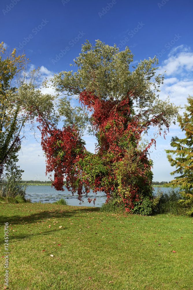 Naklejka premium autunno